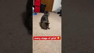 cat loses laser pointer