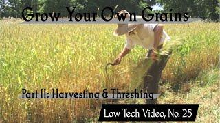 Grow Your Own Grains Part 2 Harvesting and Threshing -- Low Tech Video No. 25