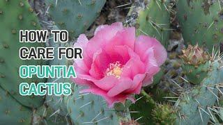 BEST TIPS  HOW TO CARE FOR OPUNTIA CACTUS