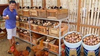 How to Raise and Produce Hundreds Of Chickens Newly Hatched Chicks Care Tips