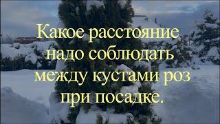 Какое расстояние надо соблюдать между кустами роз при посадке.. Питомник растений Е. Иващенко