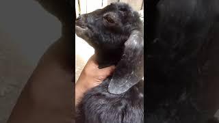 YouTube short #funny #goat #animals #memes #shortsvideo #kambingkambing