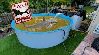 NEW Jaws Pond For Giant Predators Fish **Beware**