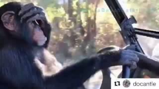 Chimpanzee driving car funny