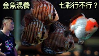 金魚混養七彩行不行試了就知道