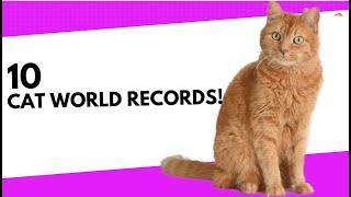 The Oldest cat? The loudest Purr? 10 Cat World Records  10 Cat World Records