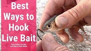 Best Ways to Hook Live Bait  How to Hook Live Bait  Best Way to Hook Mullet