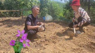 Melon crop is planted at the beginning of the season with buffalo manure mixed with fertilizer