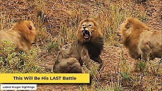 Old Lion King Fights Young Lions In Deadly Kruger National Park Battle.