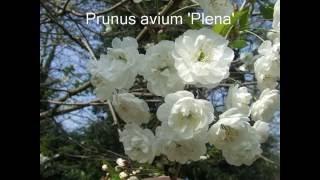 Prunus avium Plena