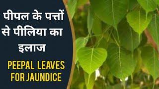 पीपल के पत्तों से पीलिया का इलाज Ficus Religiosa or Sacred Fig Leaves For Jaundice