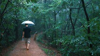 4K Rain Walking in the Forest. I walk endlessly in the rain in a dense forest.