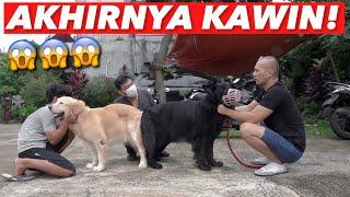 SNOWEE BERHASIL KAWININ SERIGALA HITAM