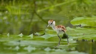 Baby Dancing African Jacana