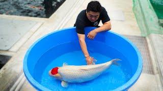 Breeding The Most Expensive Koi Fish In The World