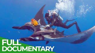 Giant Manta Rays of San Benedicto  Blue Realm  Free Documentary Nature