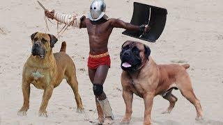 10 Most Powerful Mastiff Dog Breeds