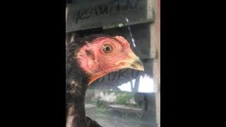 AYAM BANGKOK BAKALAN YANG BAGUS