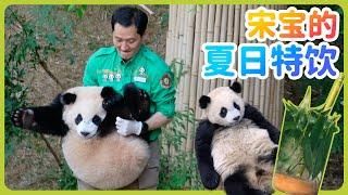 宝家族大熊猫日记-輝寶抢愛寶的夏日特饮不愿意下班，宋宝直接没收了#辉宝 #睿寶 #輝寶 #愛寶樂園 #熊貓 #大熊貓 #giantpanda #愛寶樂園 #ruibao #huibao