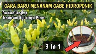 Cara Menanam Cabe Rawit dari Biji Sampai Panen Secara Hidroponik  Agar Cabai Berbuah Lebat