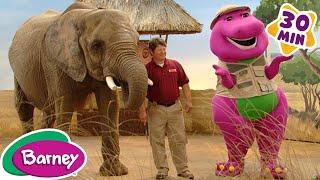 Animal Fun with Barney  Taking Care of Animals Compilation  Barney the Dinosaur