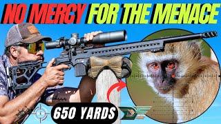 NO MERCY FOR THE MENACE MONKEY HUNTING WITH AIM ENGINEERING AND DELTA FORCE I VERVET MONKEY HUNTING