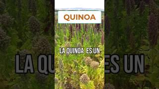La Quinoa es un Tesoro Nutricional