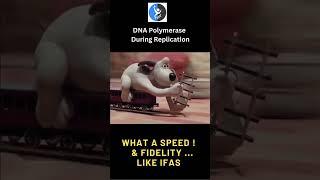 How Fast is DNA Polymerase ? Predict its Speed #ifas #csirnet #replication