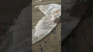 Whale carcass at Preston Beach Marblehead   Swampscott closeup. #Boston