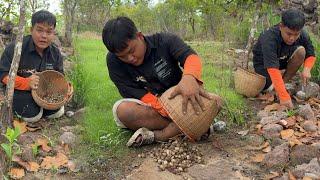 เห็ดเผาะหนังงวดสุดท้าย มีแต่ดอกใหญ่ๆยังอ่อนอยู่ แกงแซ่บคัก