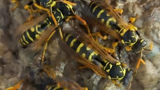 I keep queen wasp & drone in my fingers Who Stings? Nest of Paper Wasps Polistes БУМАЖНАЯ ОСА ПОЛИСТ