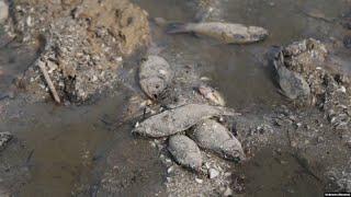 Thousands Of Fish Dead In Kakhovka Reservoir As Ukraine Launches Ecocide Probe Over Dam