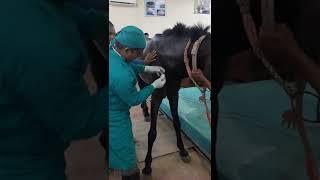 Equine Castration A review of techniques procedure complications & management. #VeterinarySurgery