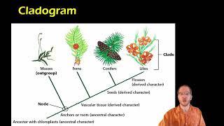 Biology  Cladistics and Cladograms