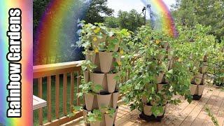 Whats Growing in Late July?  Cracking Tomatoes and Too Much Rain