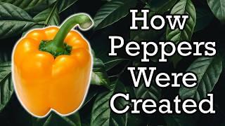 The Origins of Peppers Explained