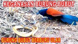 MOMEN BRUTAL  Burung Bubut Berburu Ular #birdlovers #coucal #wild #snake