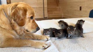Golden Retriever Meets Tiny Kittens For The First Time