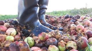 Smashing apples with my rubber boots part 1