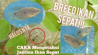 BREED IKAN SEPAT  Gourami Breeding  mengawinkan ikan sepat