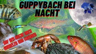 DER GEHEIME GUPPYBACH  bei NACHT I TAX