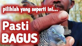 Cara Memilih Perkutut Yang Bagus Dari Ombyokan@perkututChanelku #perkututpikat #perkutut