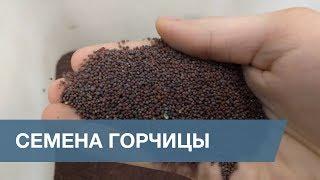 Сортировка Семян Горчицы  Mustard Seeds Sorting