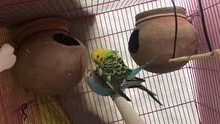 Budgies mating now