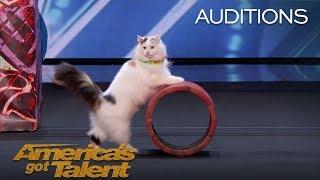 The Savitsky Cats Super Trained Cats Perform Exciting Routine - Americas Got Talent 2018