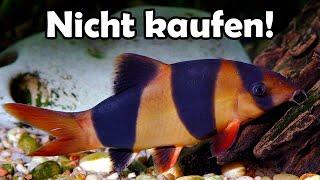 5 Fische die Du nicht kaufen solltest 109