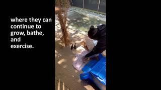 Wood Ducklings Raised and Released