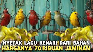 HARGA PULUHAN RIBU BISA NYETAK LAGU STANDAR CENGKOK DURASI MEWAH.  UPDATE HARGA BURUNG KENARI