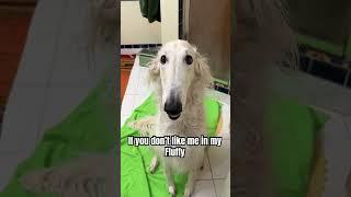 Soppy #borzoi #doglife #bathtime #dogs #dogsofyoutube  #hosegoat