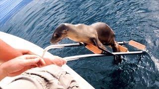 Injured sea lion pup desperate for help jumps onto boat in California